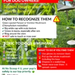 toxic lawn mushrooms Green-spored parasol or Vomitor Mushroom (Chlorophyllum molybdites) in New Jersey lawn—ID features and removal steps.