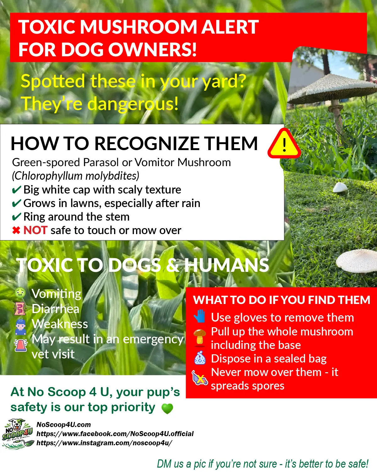 toxic lawn mushrooms Green-spored parasol or Vomitor Mushroom (Chlorophyllum molybdites) in New Jersey lawn—ID features and removal steps.