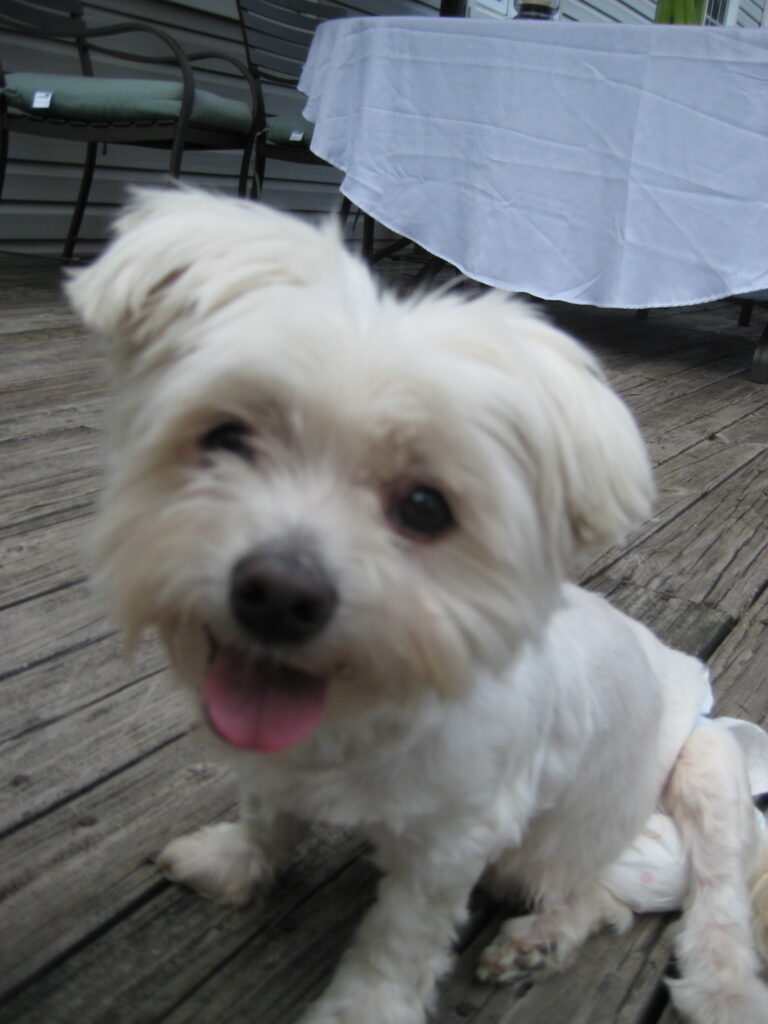 Samantha, a small white Maltese, smiling while sitting on a backyard deck